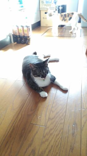 31日のチッチとこぶち♪