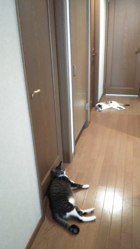 4日のチッチとこぶち♪