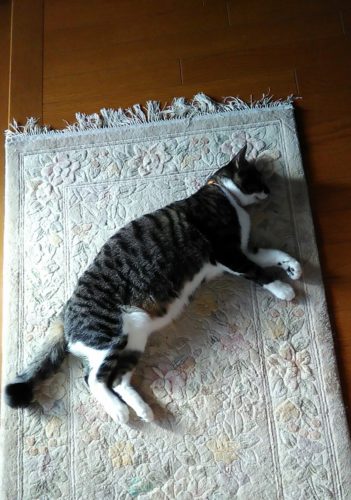 5日のチッチとこぶち♪