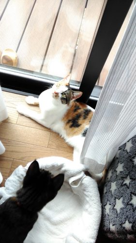 6日のチッチとこぶち♪