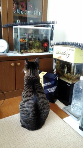 7日のチッチとこぶち♪