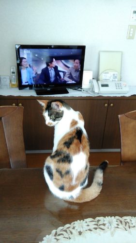 13日のチッチとこぶち♪