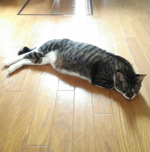 15日のチッチとこぶち♪