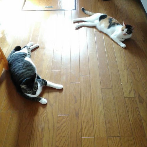 19日のチッチとこぶち♪