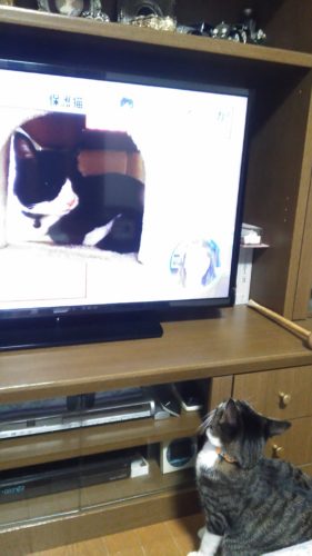 20日のチッチとこぶち（こぶち初めての脱走）