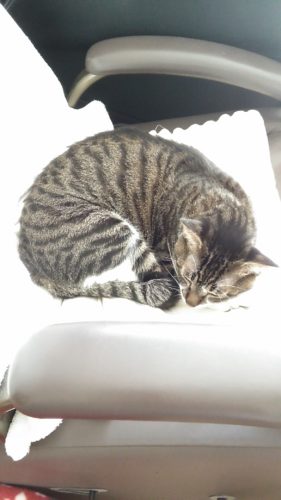 21日のチッチとこぶち♪