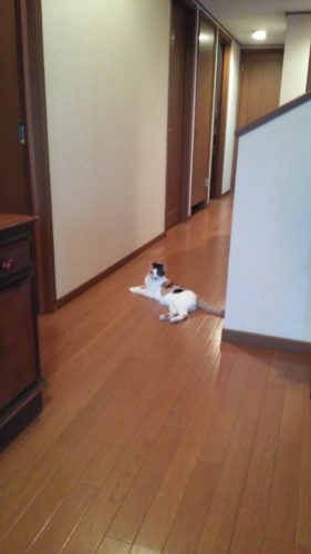 22日のチッチとこぶち（ばぁばが怪我を・・・）