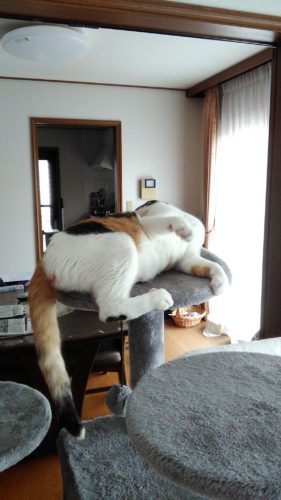 4日のチッチとこぶち♪