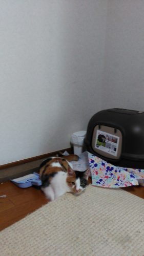 7日のチッチとこぶち♪