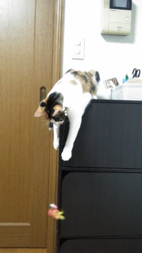 8日のチッチとこぶち♪