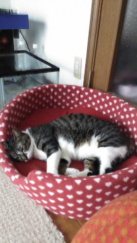 9日のチッチとこぶち♪