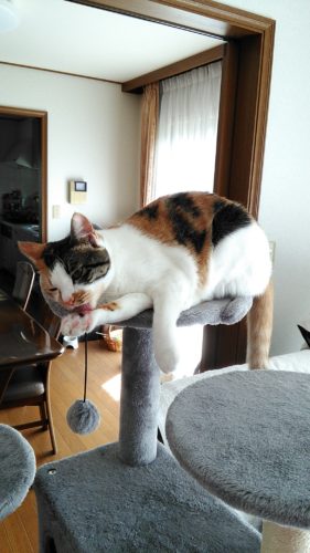 12日のチッチとこぶち（11ヶ月）♪