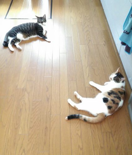 13日のチッチとこぶち♪