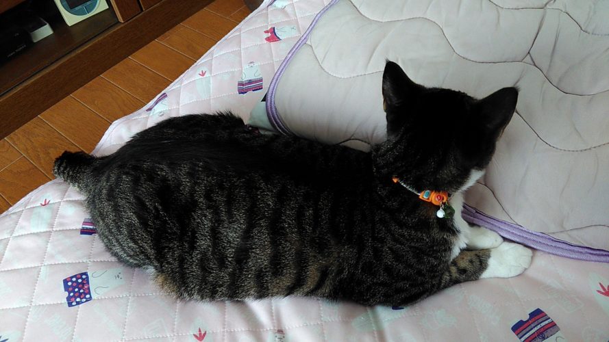 14日のチッチとこぶち♪