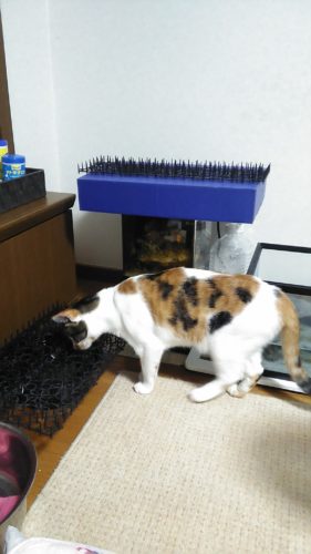 15日のチッチとこぶち♪