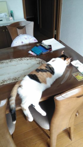 16日のチッチとこぶち♪