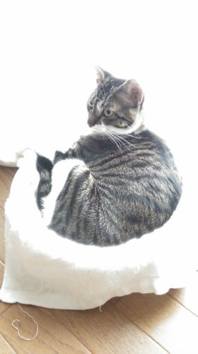 17日のチッチとこぶち♪