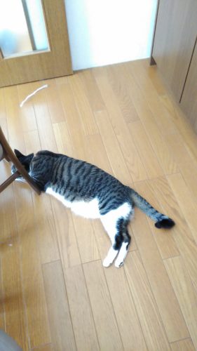 18日のチッチとこぶち♪