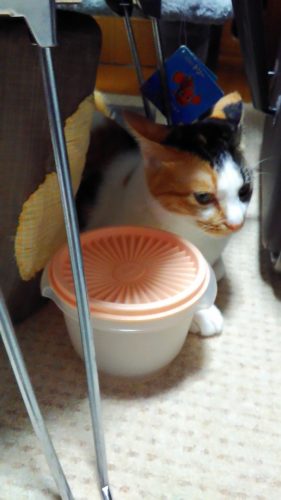 20日のチッチとこぶち♪