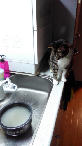 22日のチッチとこぶち♪