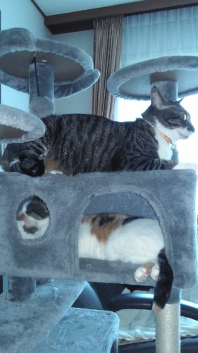 1日のチッチとこぶち♪