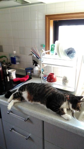 2日のチッチとこぶち♪