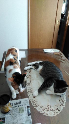 3日のチッチとこぶち♪