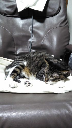 5日のチッチとこぶち♪