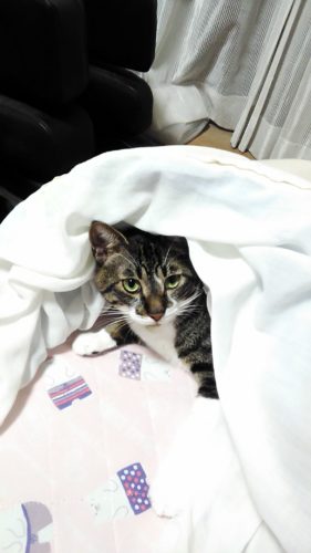 7日のチッチとこぶち♪