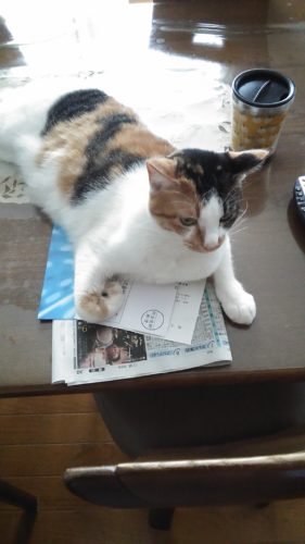 8日のチッチとこぶち♪