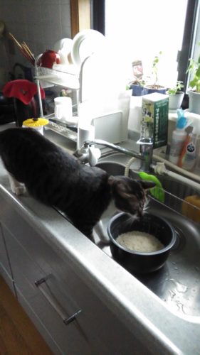 9日のチッチとこぶち♪