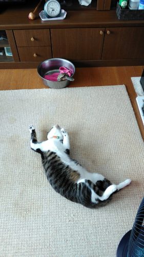 10日のチッチとこぶち♪