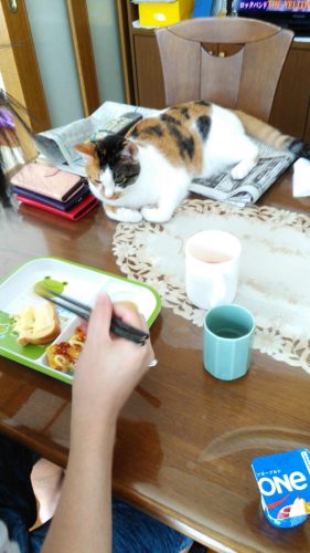 12日のチッチとこぶち（1歳の誕生日）♪