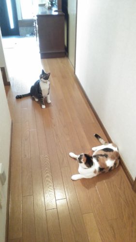 20日のチッチとこぶち♪