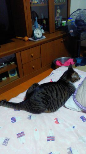 21日のチッチとこぶち♪