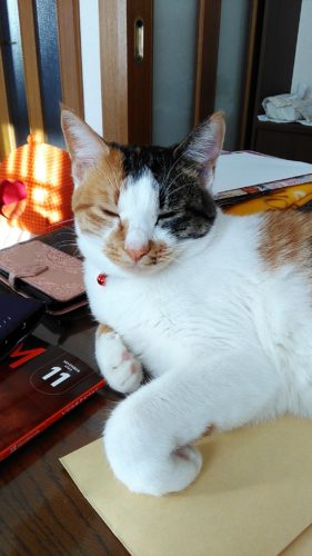 22日のチッチとこぶち♪