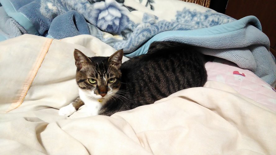 26日のチッチとこぶち♪