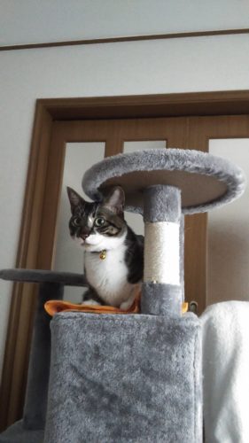 28日のチッチとこぶち♪