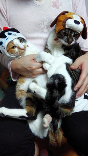 31日のチッチとこぶち（ハロウィン仮装）♪