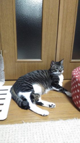 4日のチッチとこぶち♪