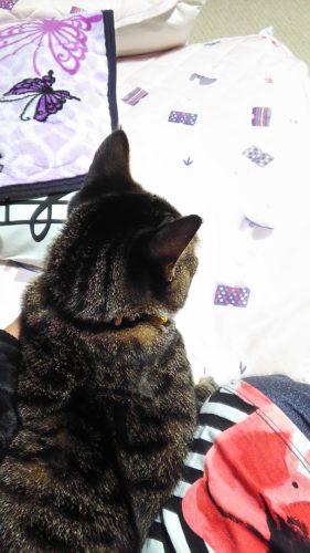 12日のチッチとこぶち（1歳1ヶ月）♪