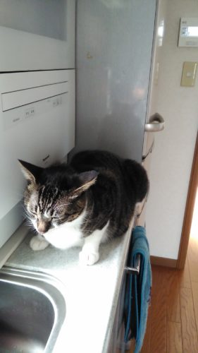 15日のチッチとこぶち♪