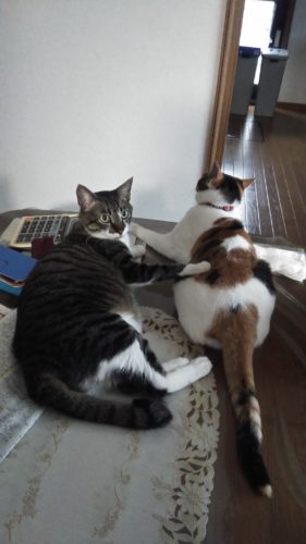 17日のチッチとこぶち♪