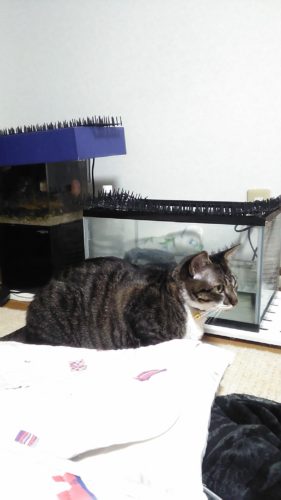 20日のチッチとこぶち♪