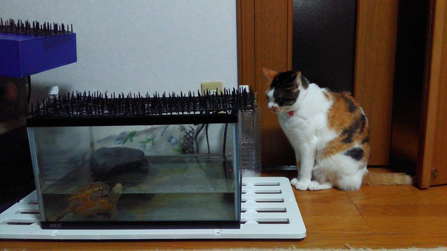 22日のチッチとこぶち♪