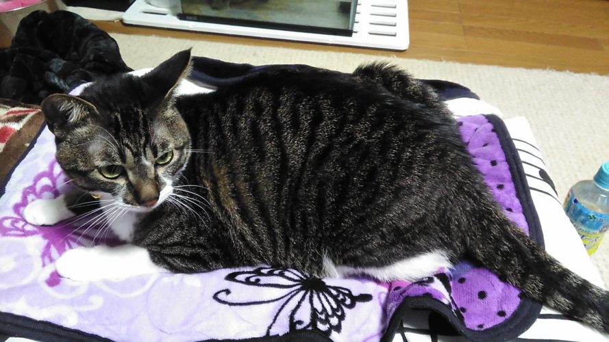 26日のチッチとこぶち♪