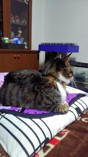 2日のチッチとこぶち♪