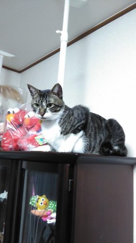 3日のチッチとこぶち♪