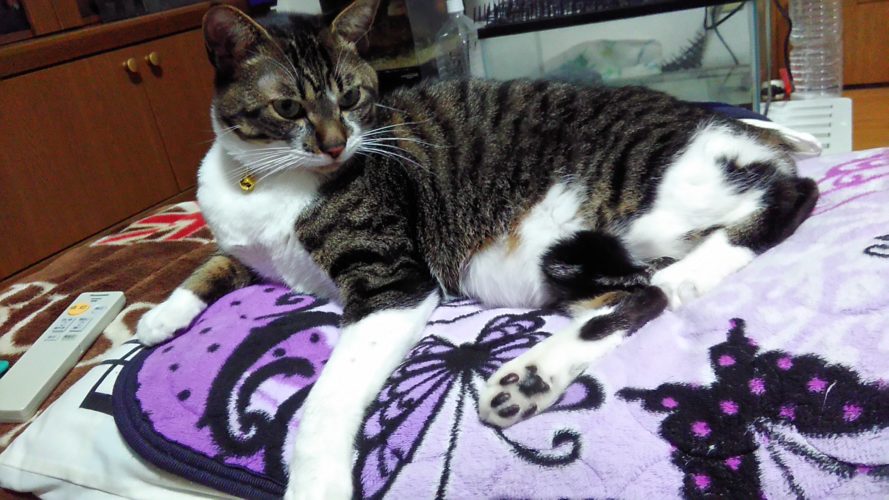 5日のチッチとこぶち♪