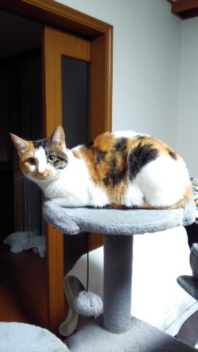 6日のチッチとこぶち♪